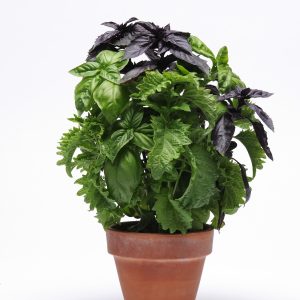 Basil Trybasil