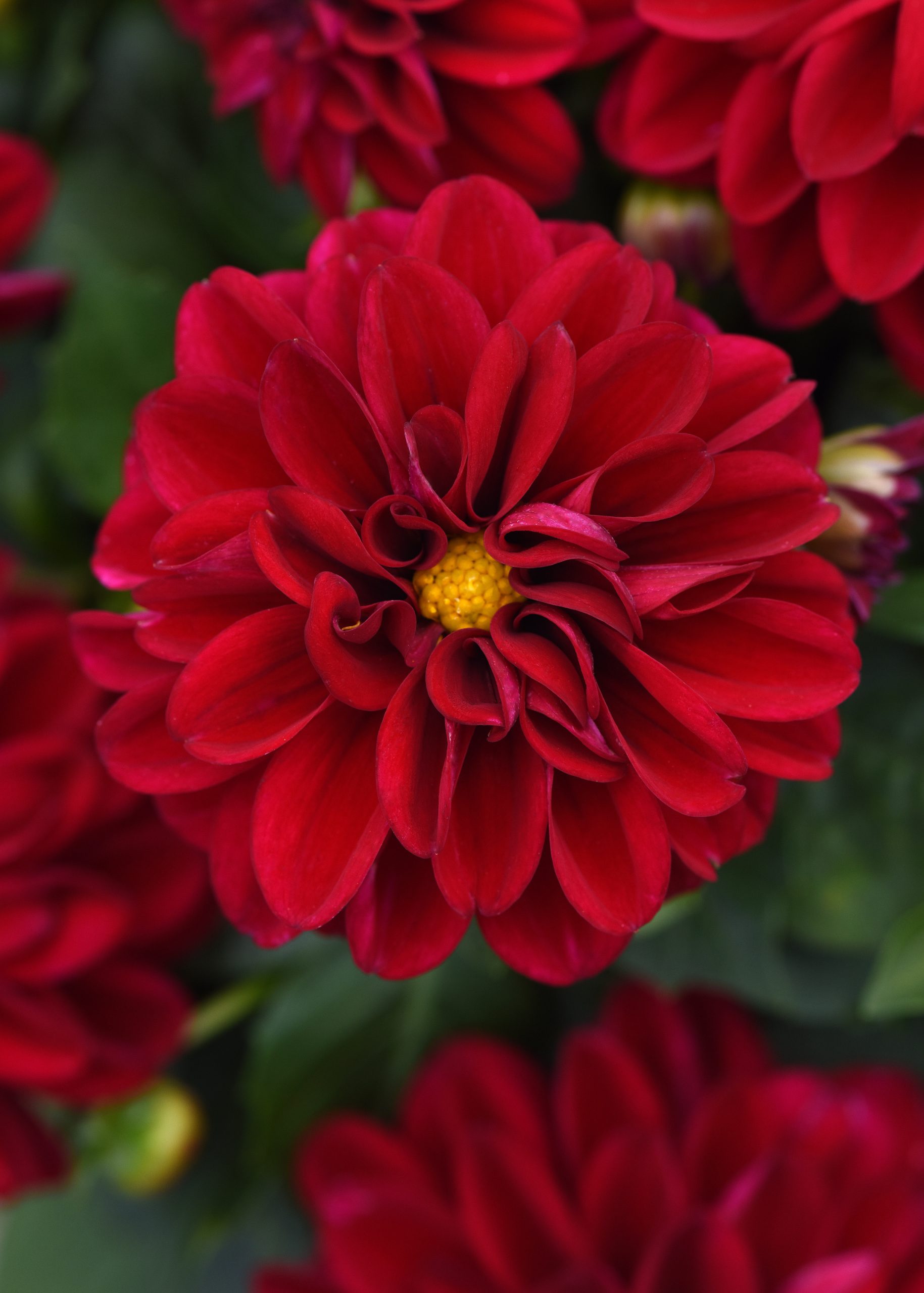 Dahlia Dahlita Patty