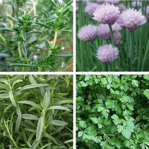 Herb Pork Roast Real