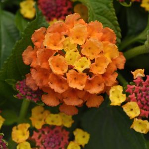 Lantana Shamrock Orange Flame