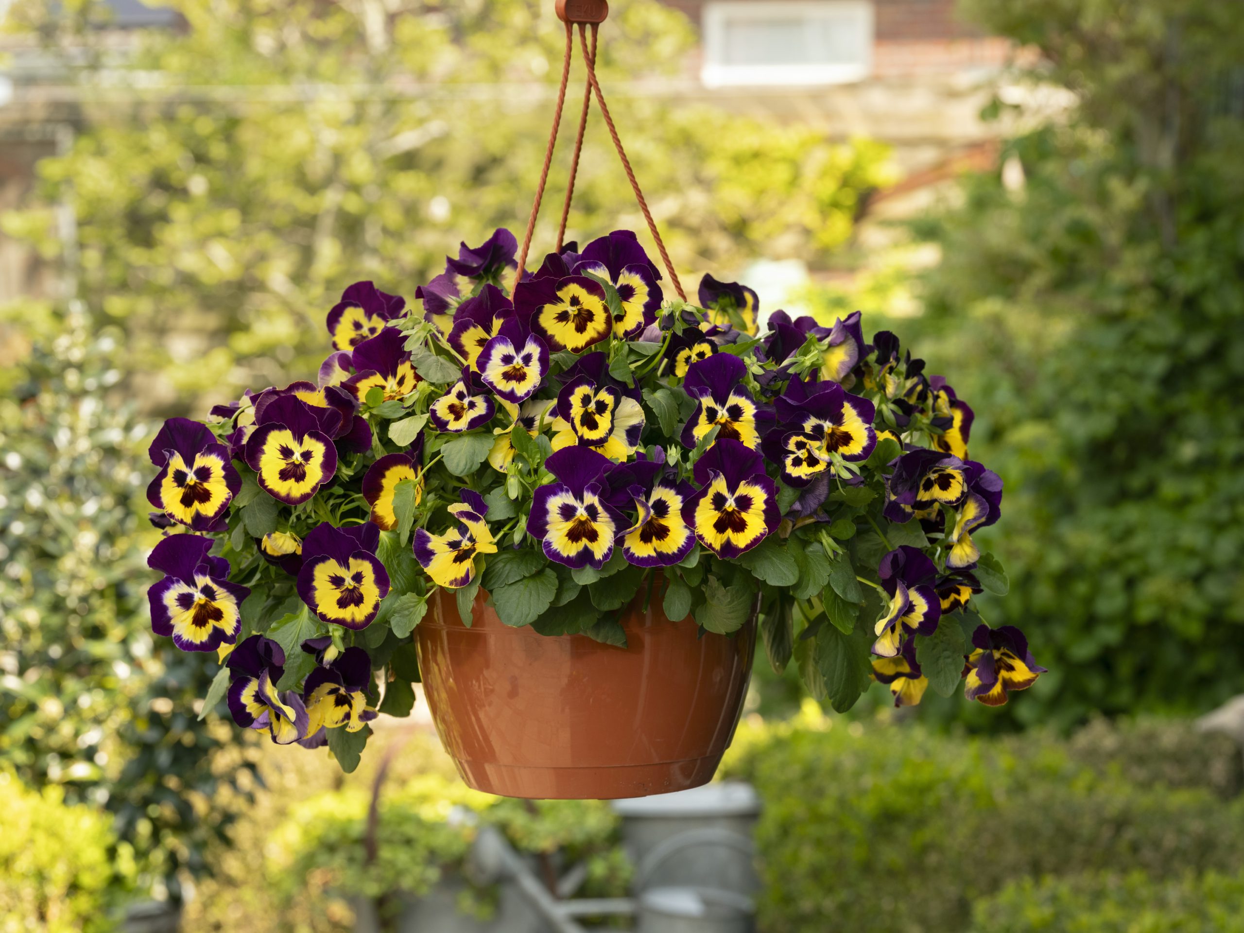 Pansy Tw Purple Sunburst 2