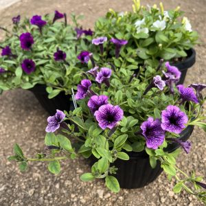 6.5 Littletunia Mix (2)