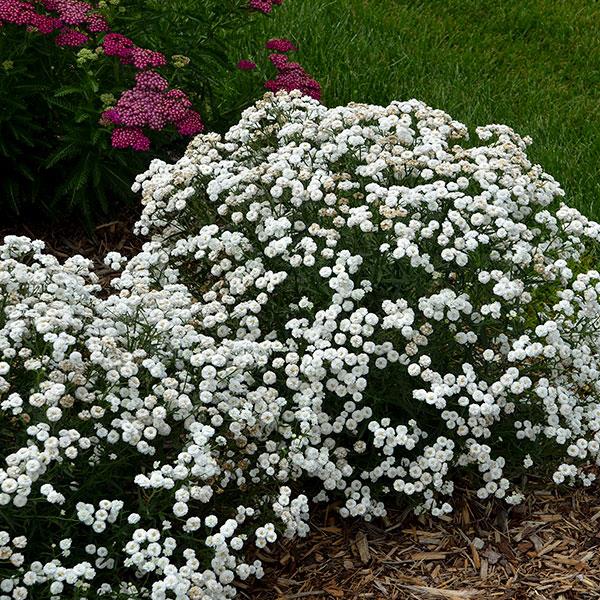 Achillea Peter Cottontail 2