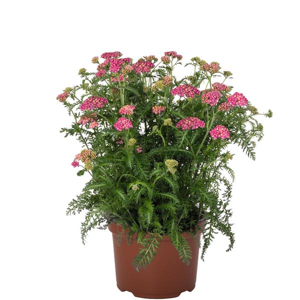 Achillea Skysail Bright Pink
