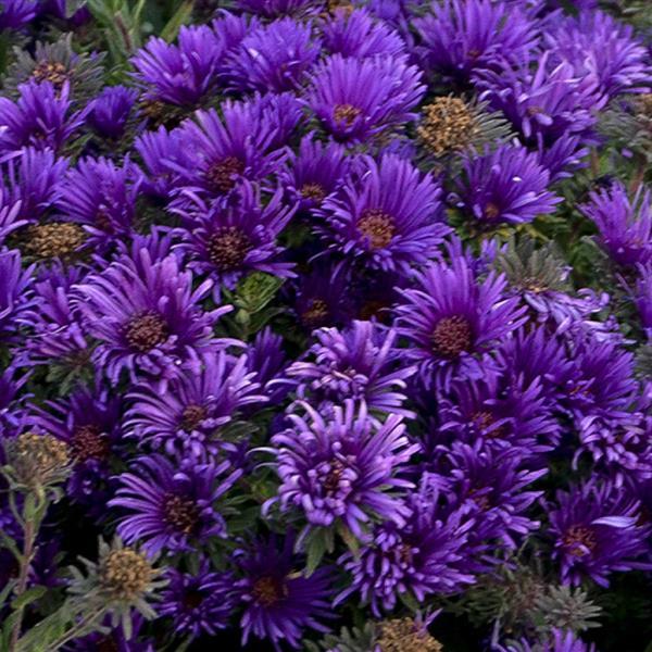 Aster Grape Crush