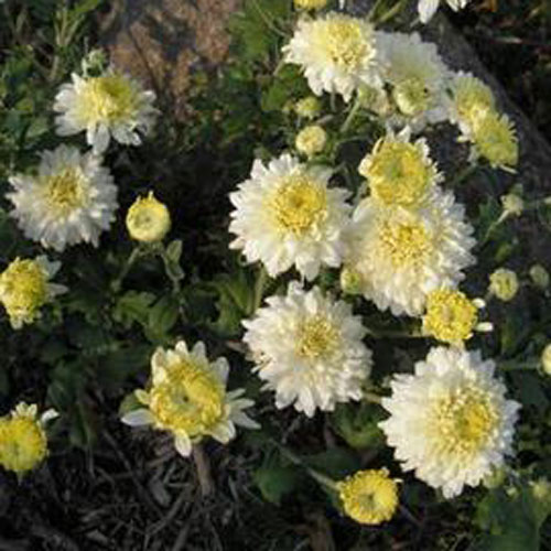 Chrysanthemum Morden Cameo