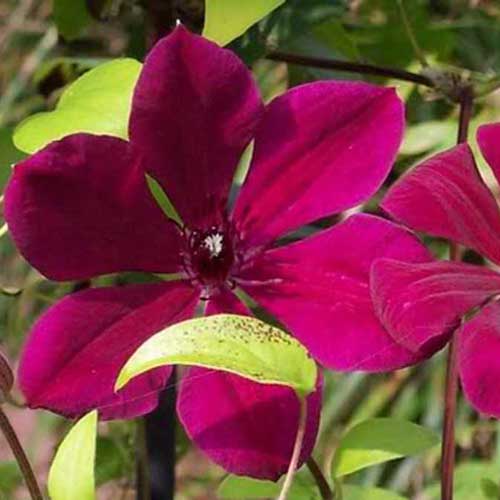 Clematis Allanah