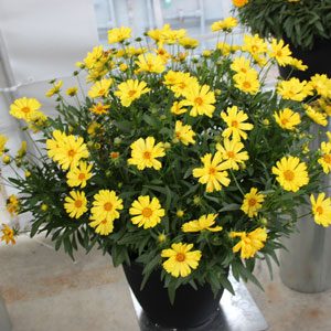 Coreopsis Leading Lady Sophia