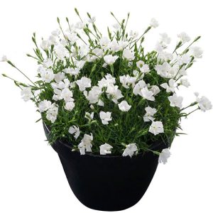 Dianthus Annabelle