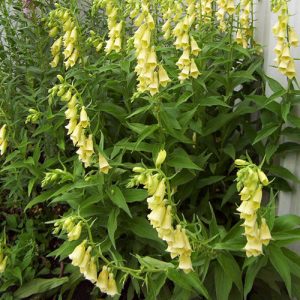 Digitalis Grandiflora