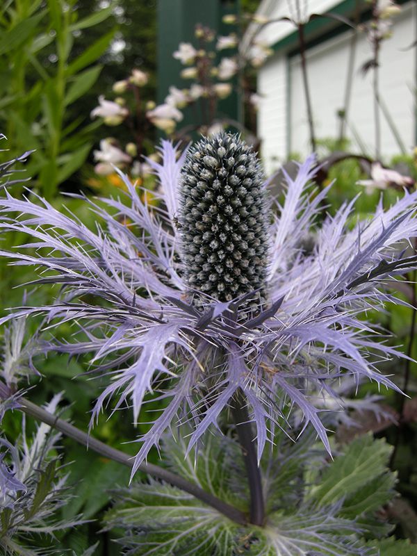 Eryngium Blue Star