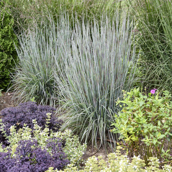 Grass Schizachyrium Brush Strokes 2