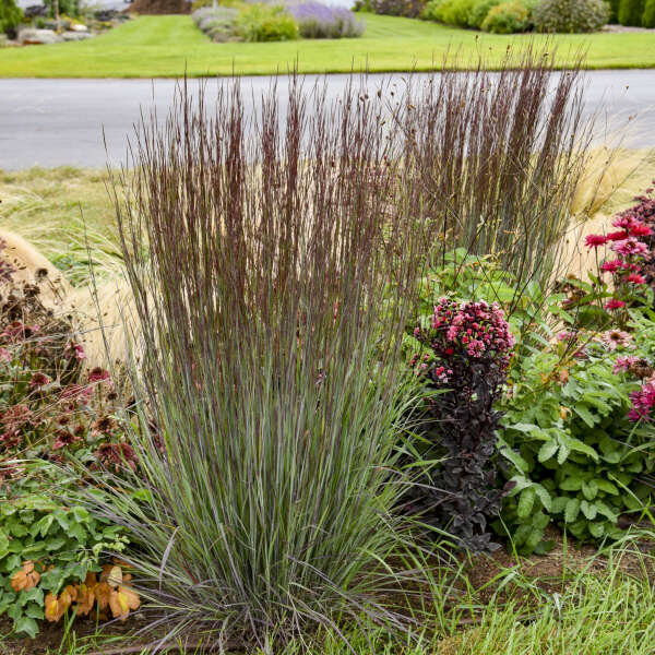 Grass Schizachyrium Cinnamon Sticks 2