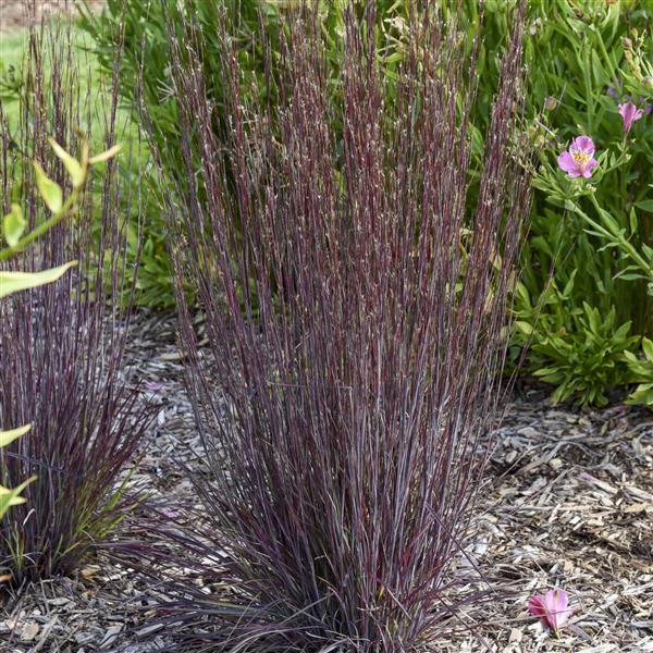 Grass Schizachyrium Cinnamon Sticks