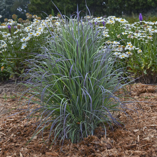 Grass Schizachyrium Twilight Zone 2