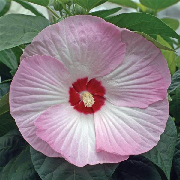 Hibiscus Luna Pink Swirl 1