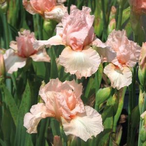 Iris Pink Attraction