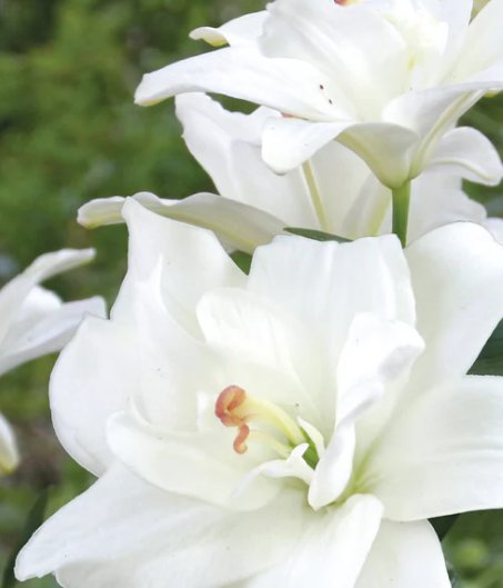 Lilium Belvedere