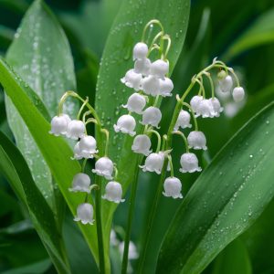 Lily Of The Valley