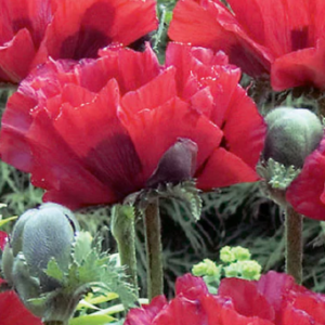 Papaver Orientale