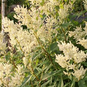 Persicarica Knotweed