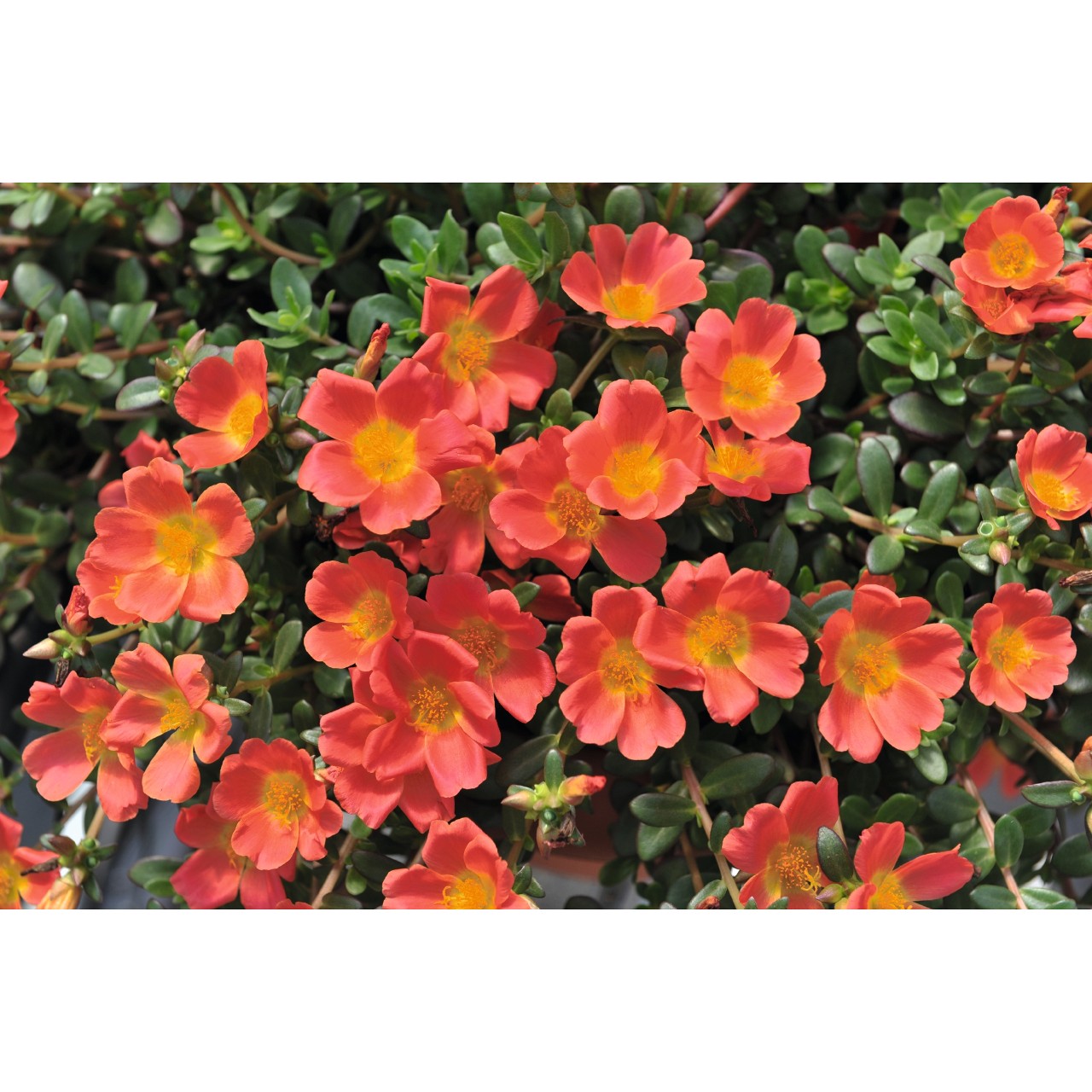 Portulaca Cupcake Carrot