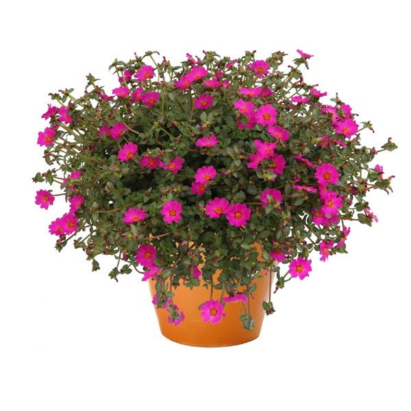 Portulaca Cupcake Up Lav