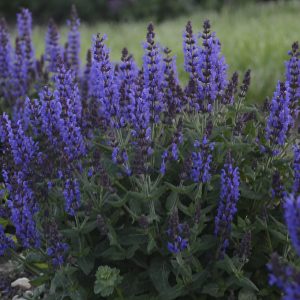 Salvia Bumbleblue