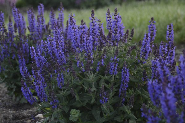 Salvia Bumbleblue