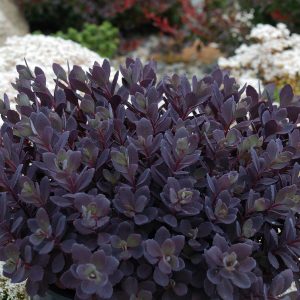 Sedum Plum Dazzled 2