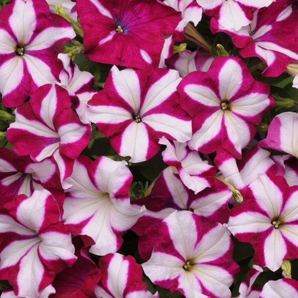 Wave Burgundy Star