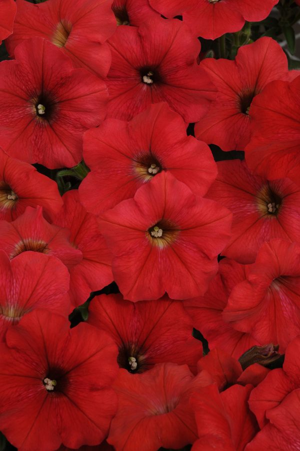 Wave Red