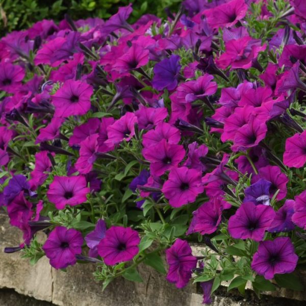 Wave Violet
