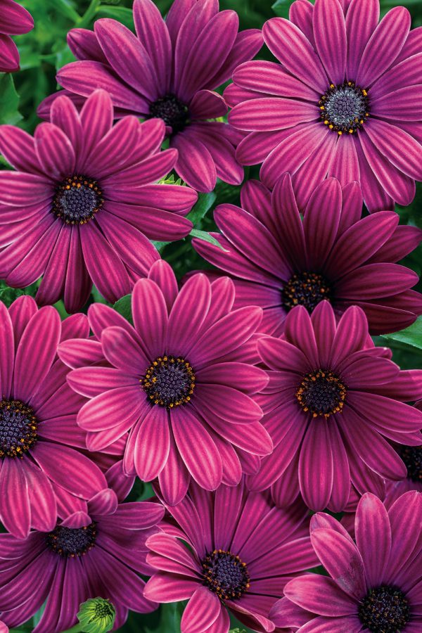 Bl Purple