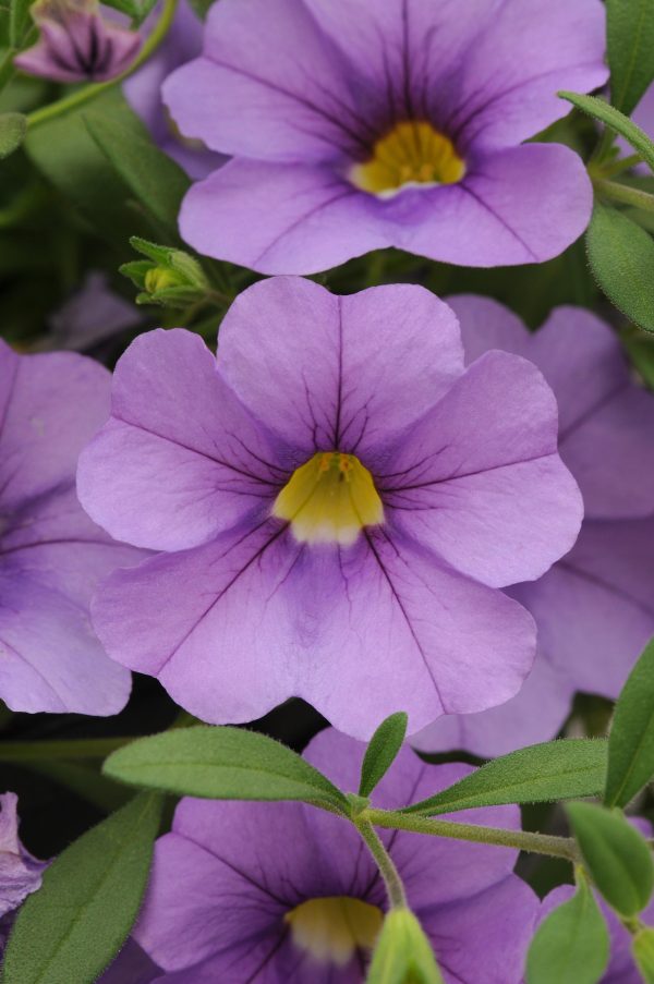 Cali Cabaret Lavender