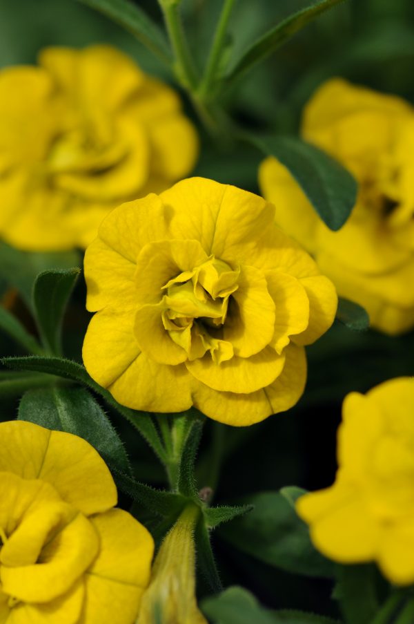 Cali Mf Neo Dbl Dark Yellow