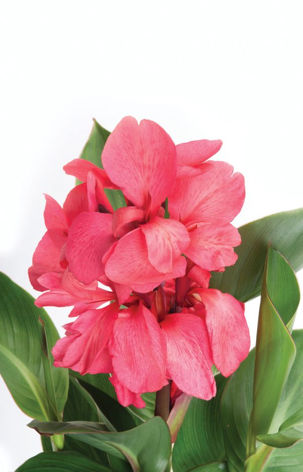 Canna Cannova Rose Dark Bud