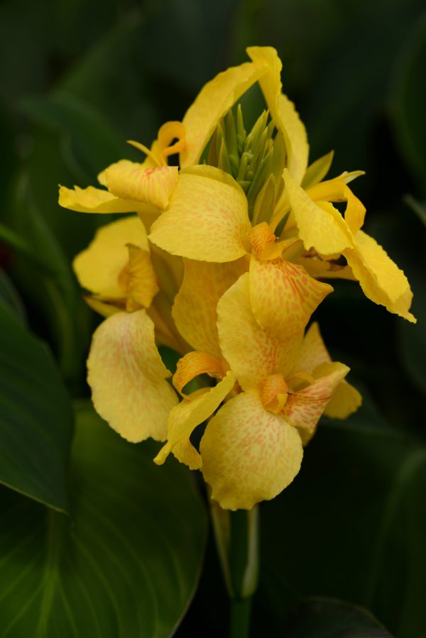 Canna Cannova Yellow Bloom
