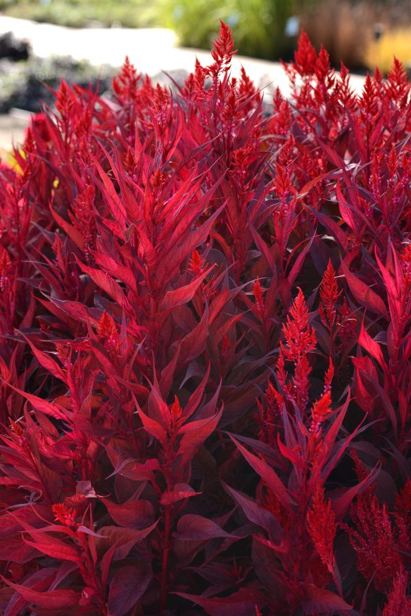 Celosia Other Dragon's Breath Bloom