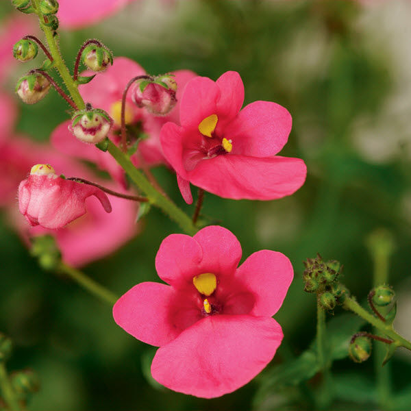 Diascia Darla Rose
