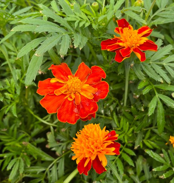 Marigold Grandma Falk