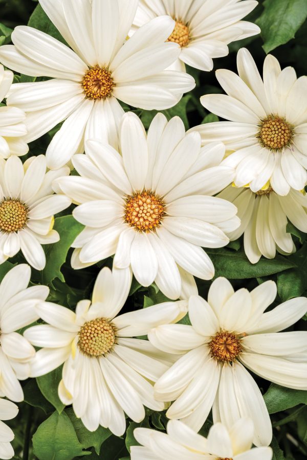 Osteospermum Bright Lights White Bloom Bloom