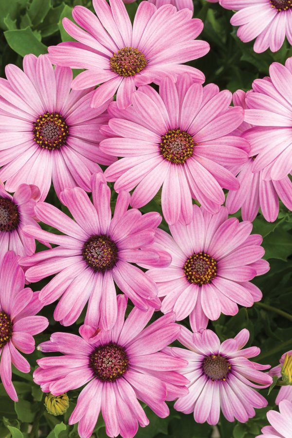 Osteo Birght Lights Pink