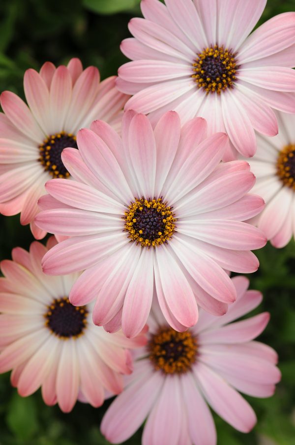 Osteo Serenity Pink Magic