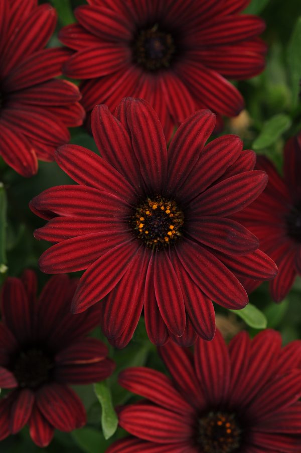 Osteo Serenity Red