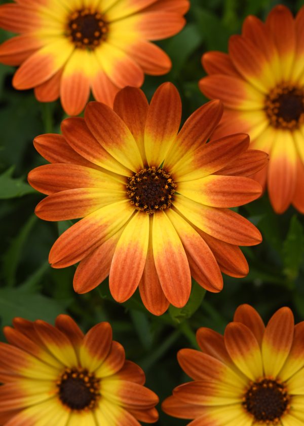 Osteo Zion Orange Burst