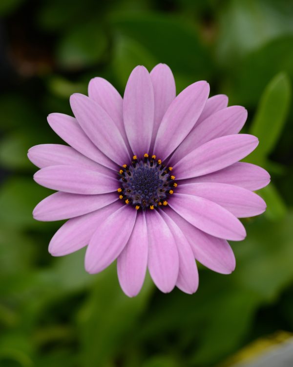 Osteospermum Daisy Falls Pink Bloom