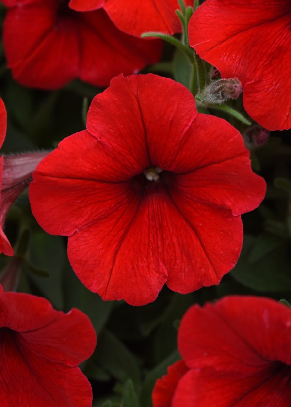 Wave Red