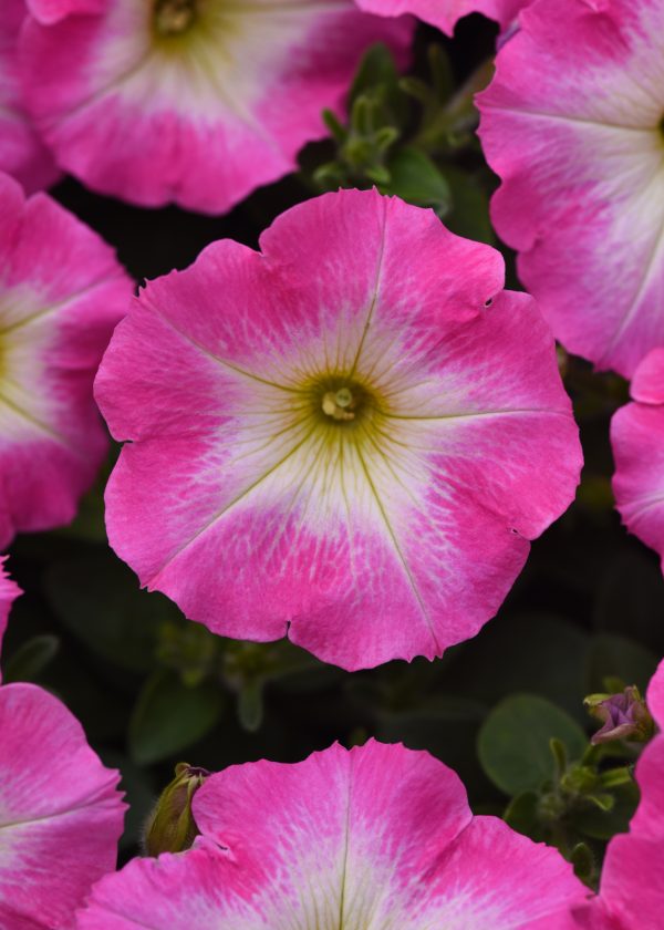 Wave Rose Morn