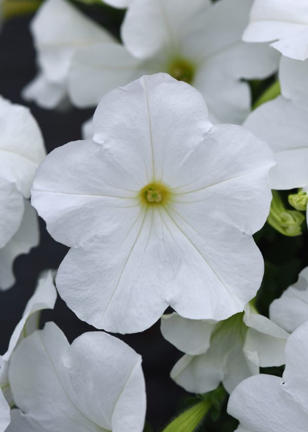 Wave White